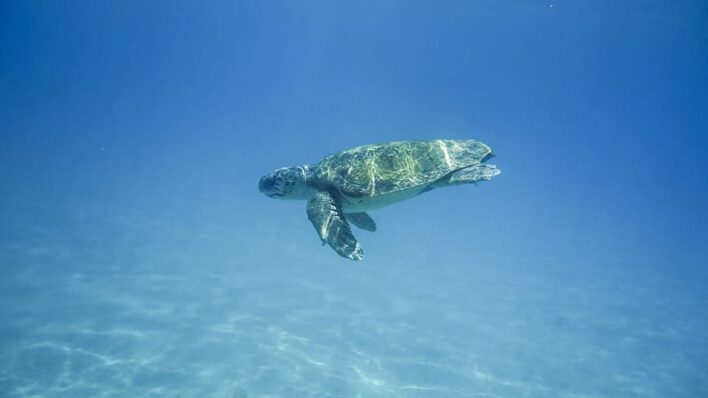 A sea turtle swims past in crystal clear water