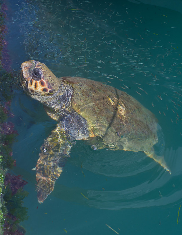 sea turtles on a sailing holiday greece, kefalonia